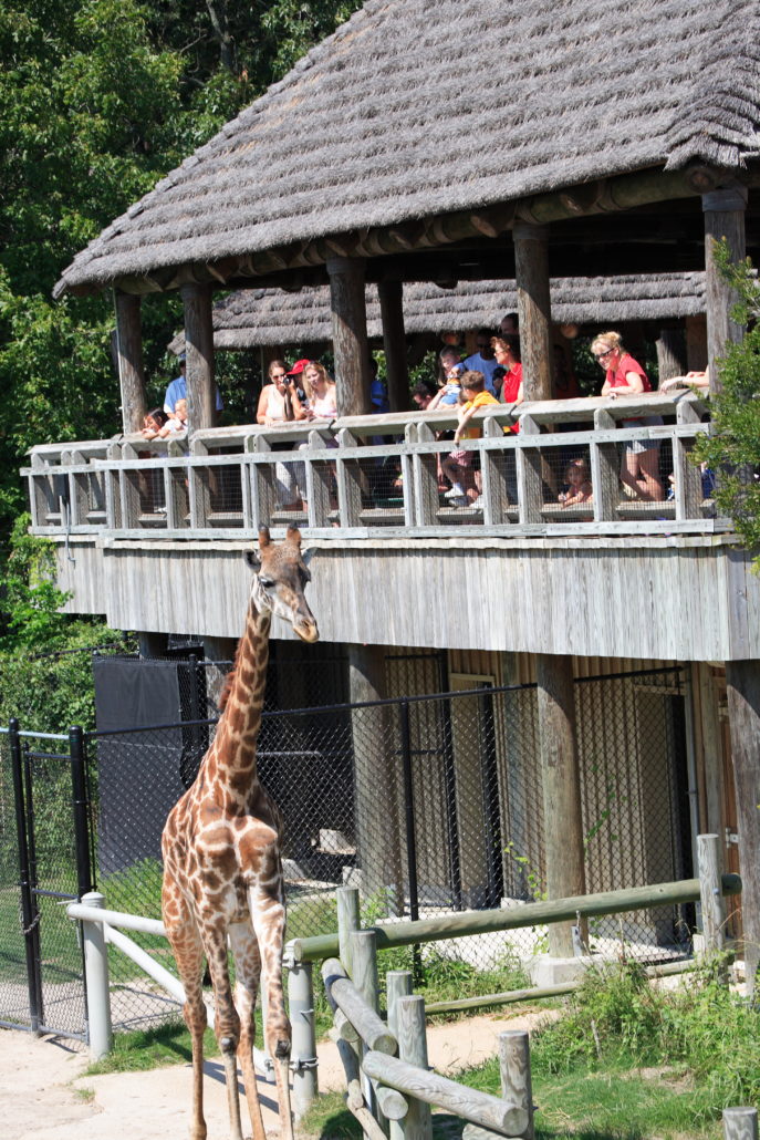 Virginia Zoo Giraffe