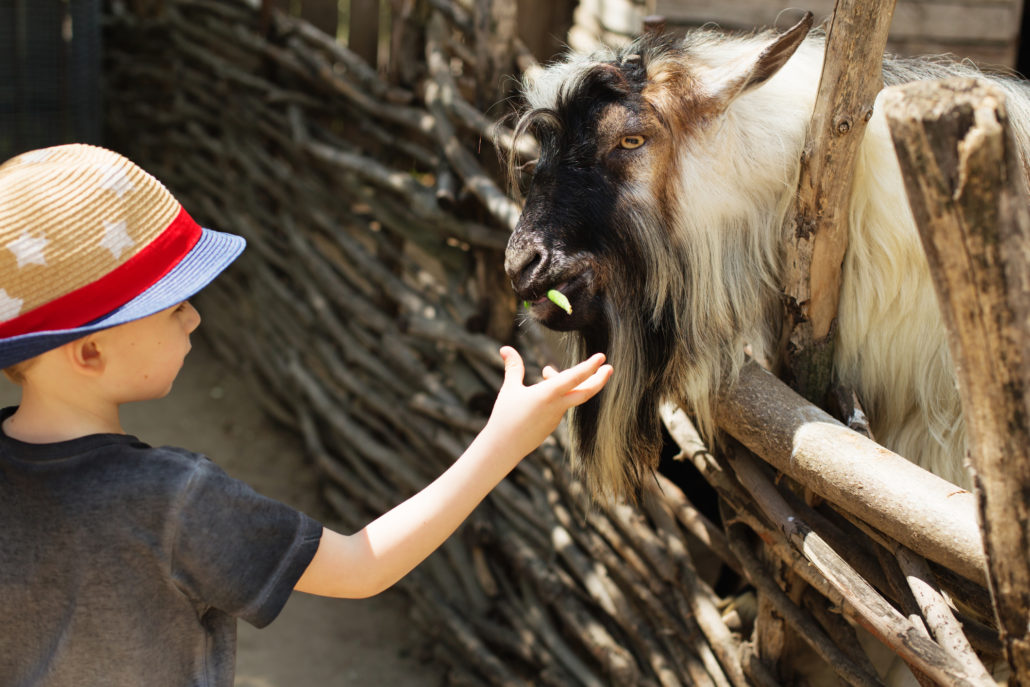 Young boy feeding goat on farm