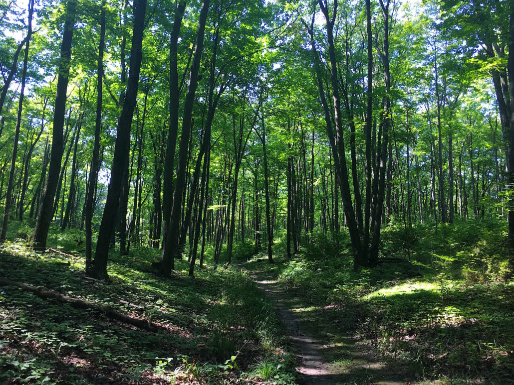 Forest Hike in Elkhart Wisconsin