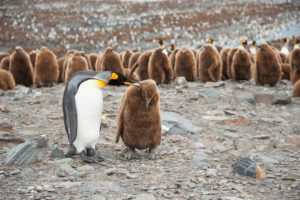 King penguin and chick, with the big colony of King penguin