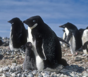 Penguin family in Antarctica