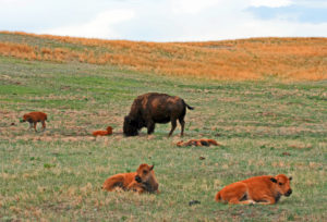 Bison Buffalo in Custer State Park