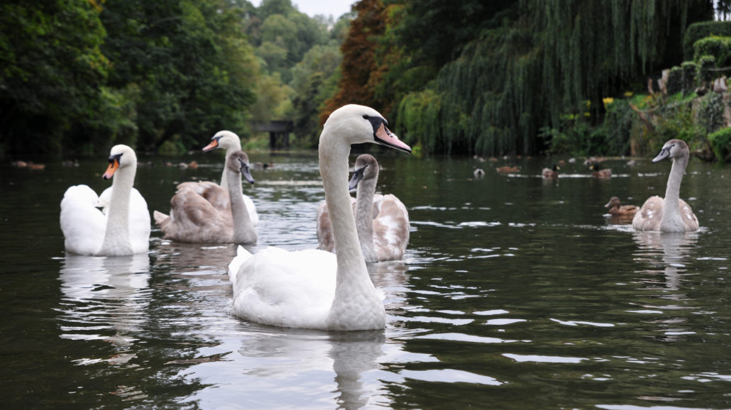 Family of Swans 