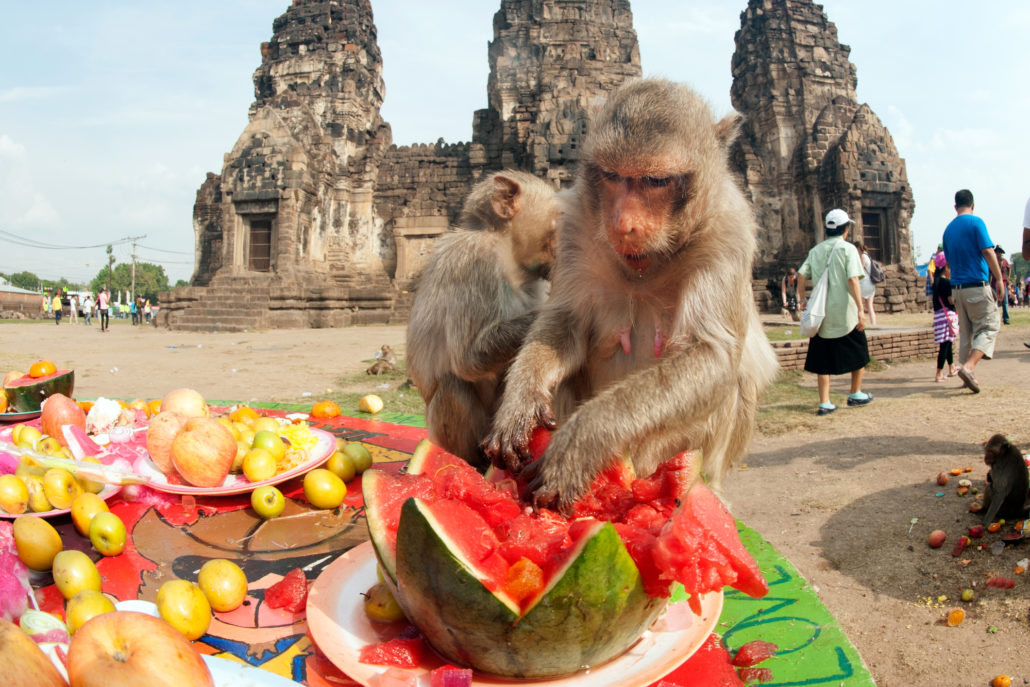 Thailand Monkey Party