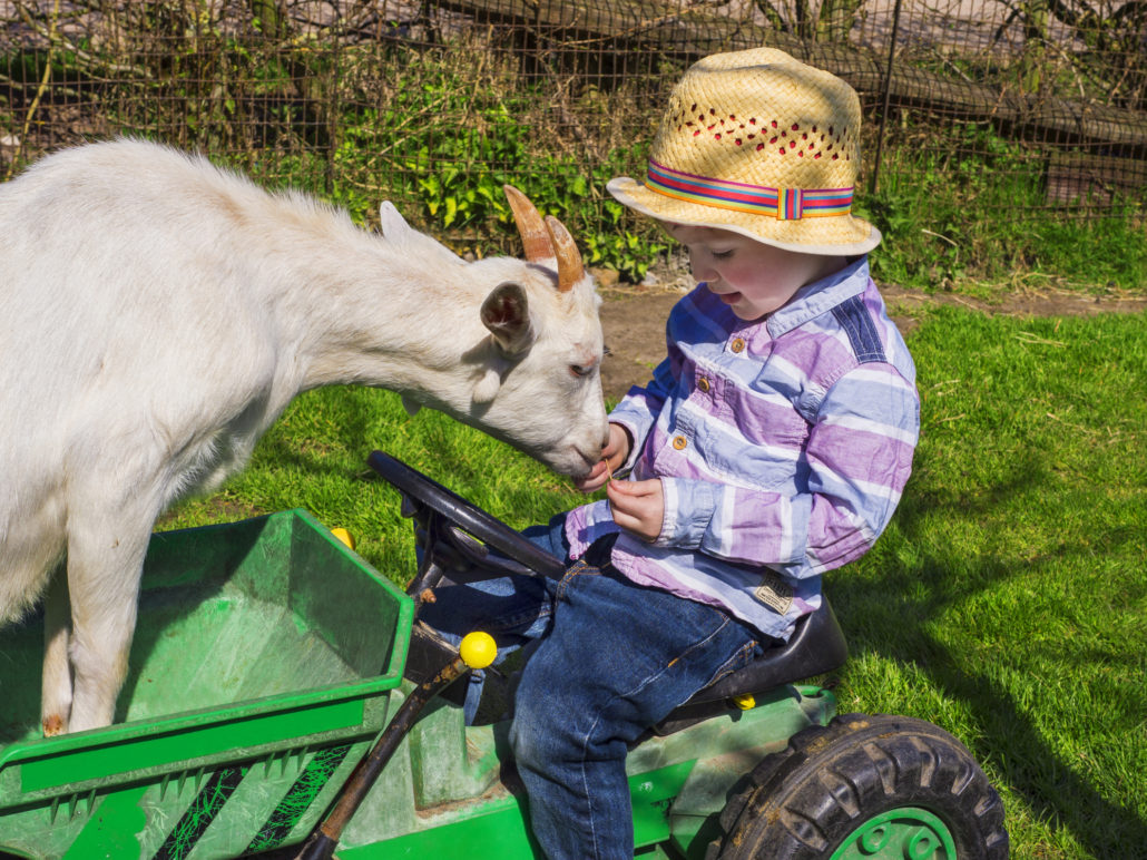 Boy petting goat on farm