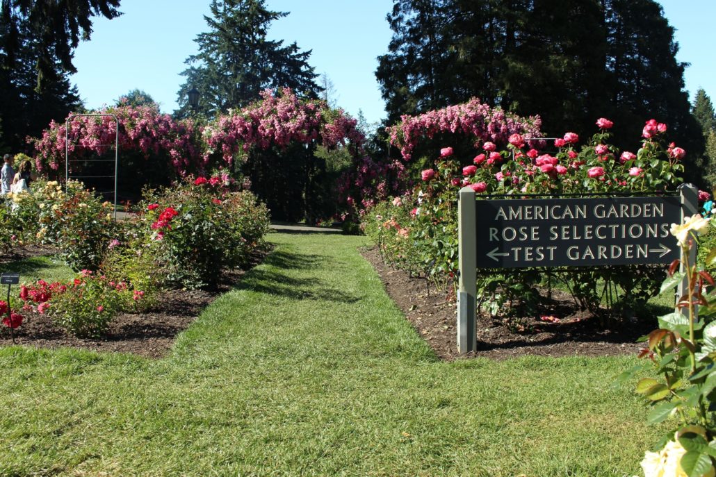 International Rose Test Garden in Portland, Oregon