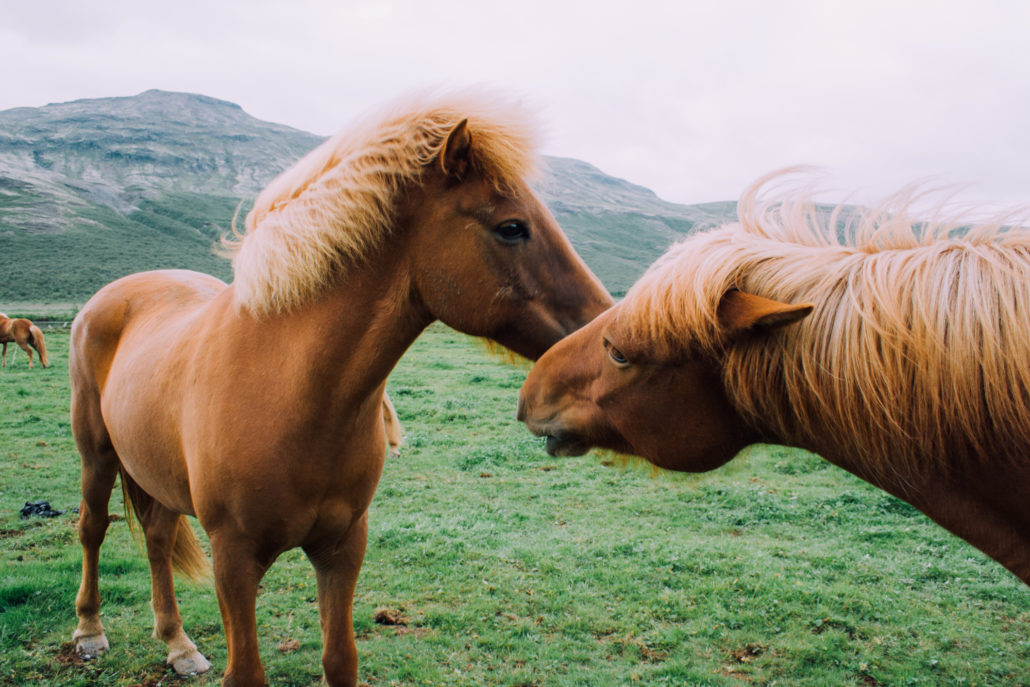horses kissing in Iceland
