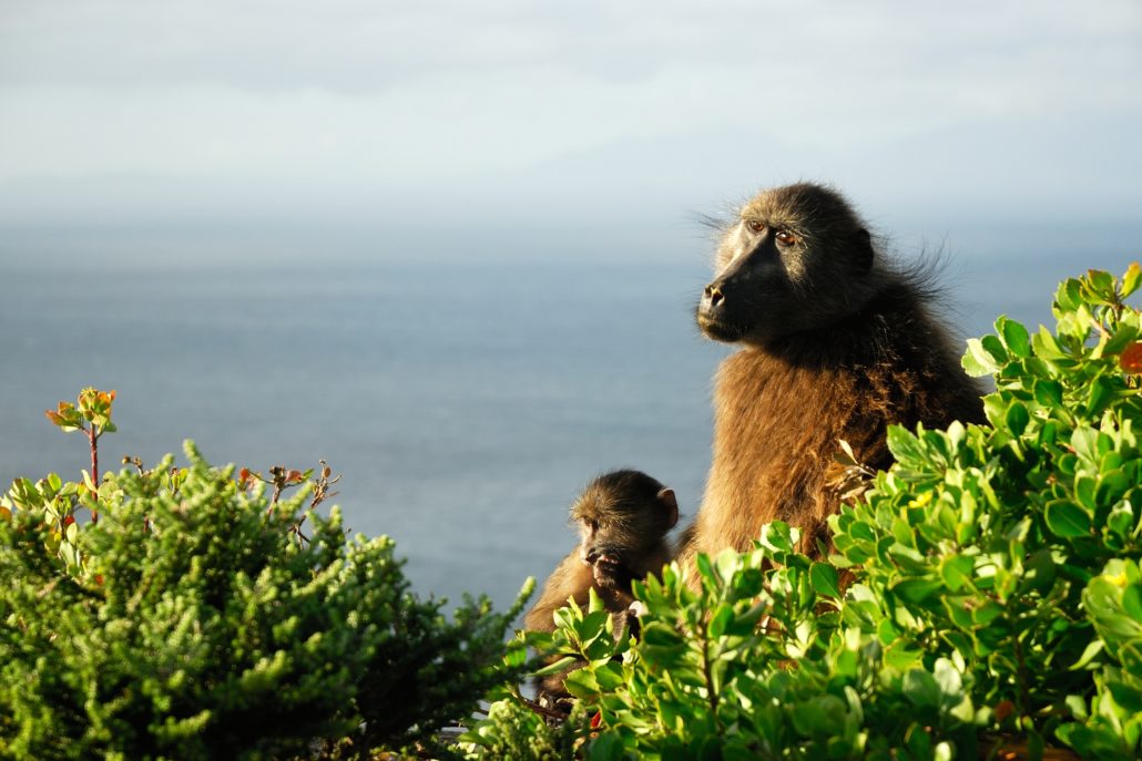 Baboons at Cape Peninsula, South Africa