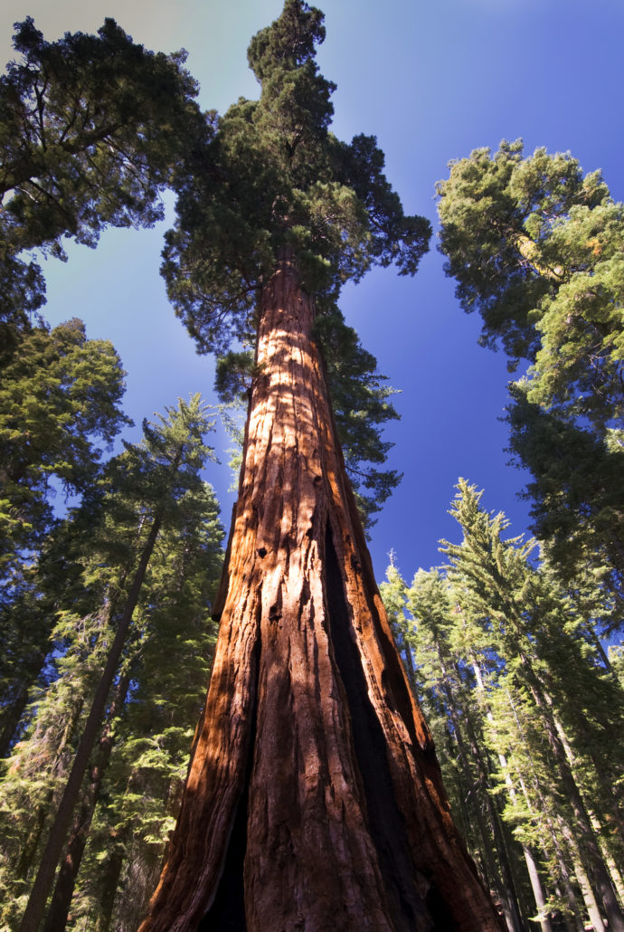 Giant Sequoia Tree in Yosemite National Park