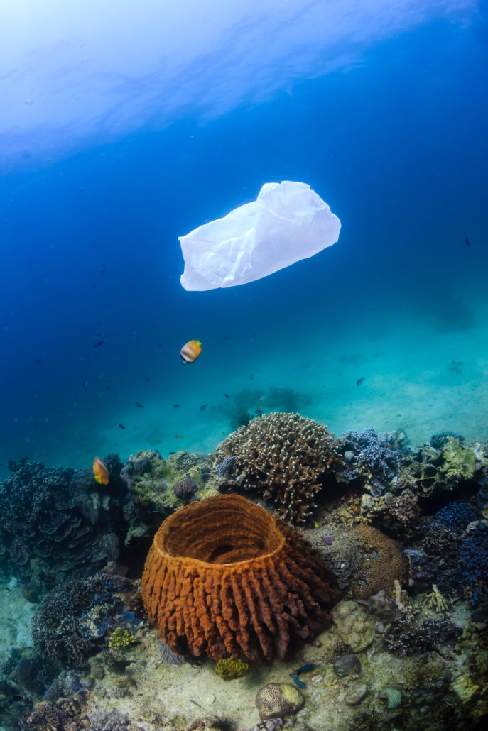 Plastic bag in coral reef