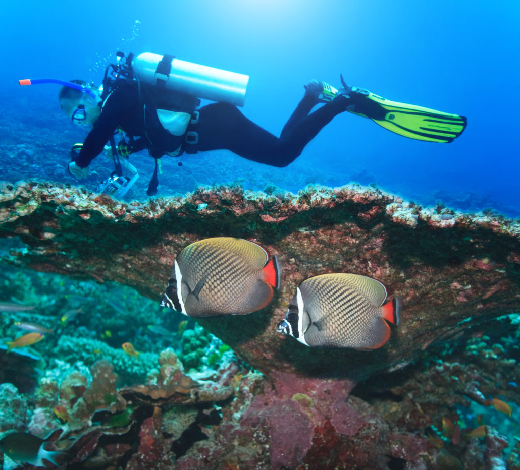 Scuba diver with fish in ocean