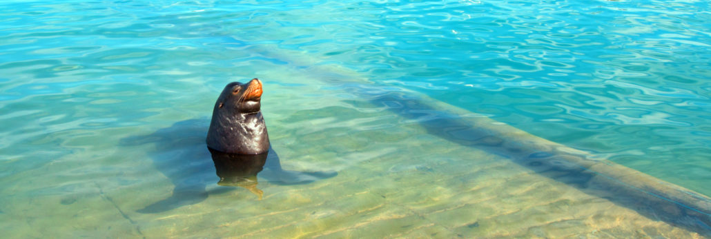 California Sea Lion in Marina