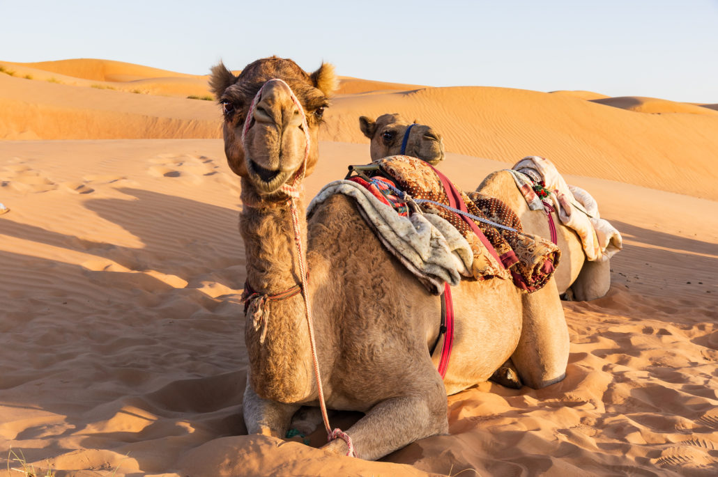 Camels in Oman desert on tour