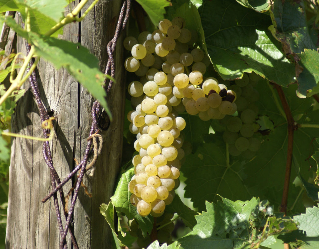 White Grapes on the Vine