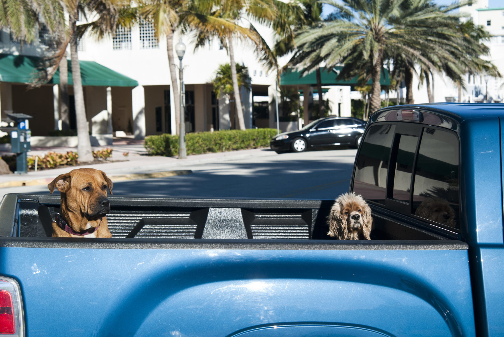 Pet Friendly Hotels In Miami Beach Florida designinabinder