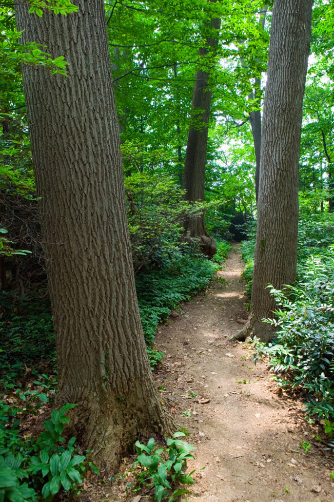 Forested path through Barnes Museum Philadelphia, Pennsylvania