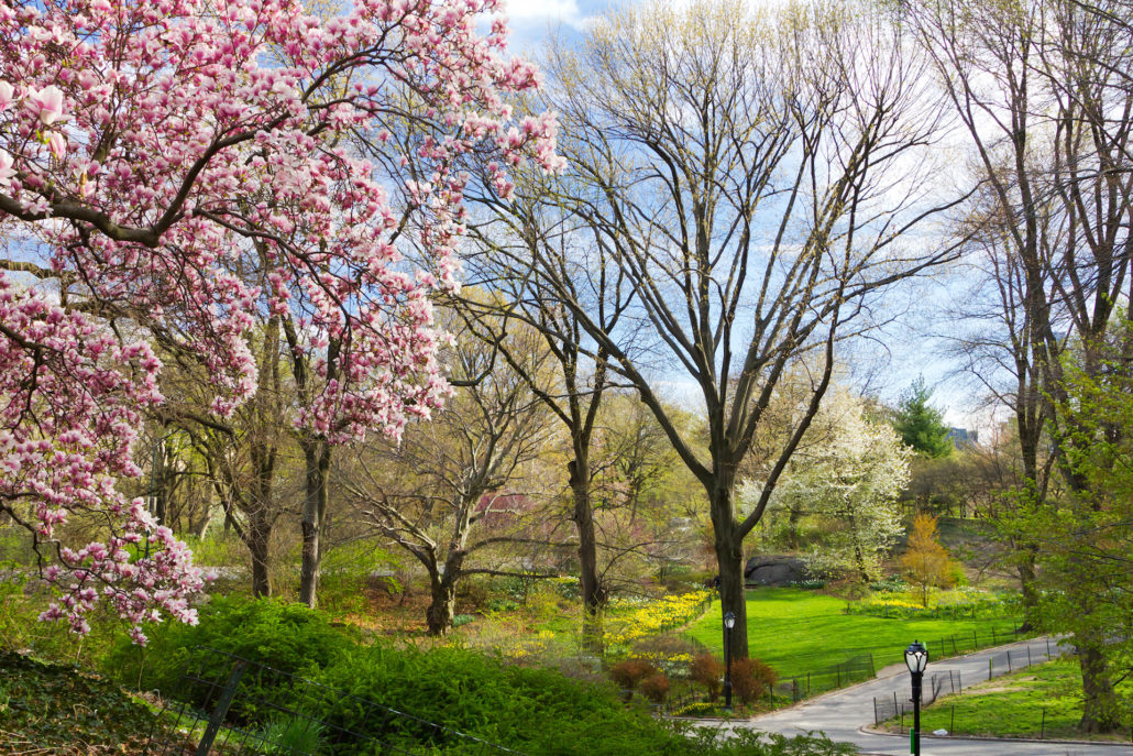 Central Park Spring Landscape NYC
