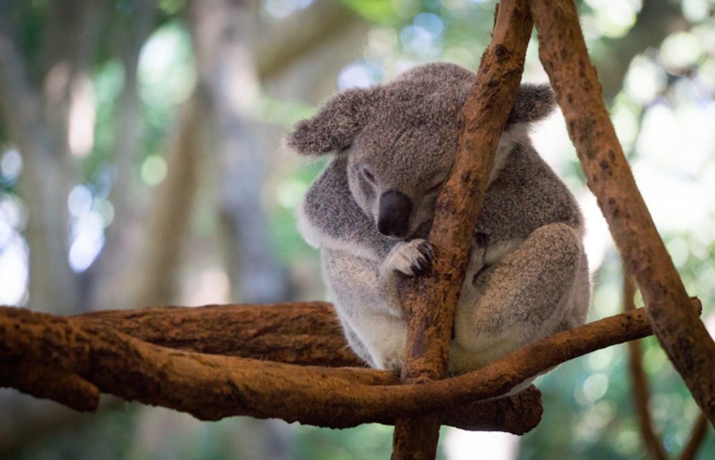Koala resting in Brisbane, Australia