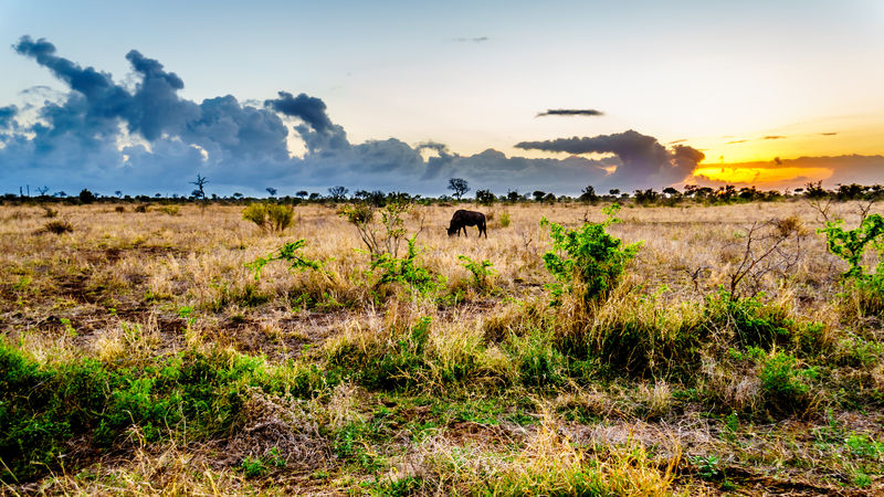 wildebeest in central Kruger National Park