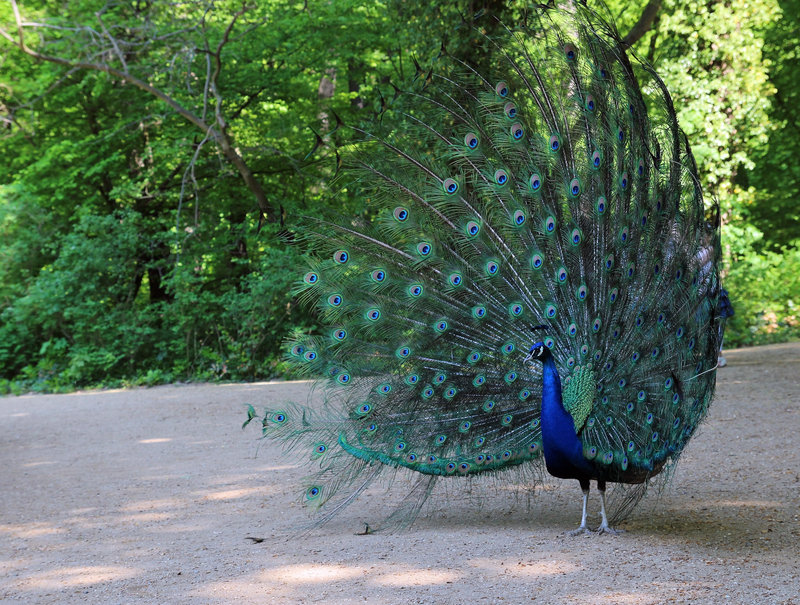 Beautiful Peacock at Pfauen Insel Berlin