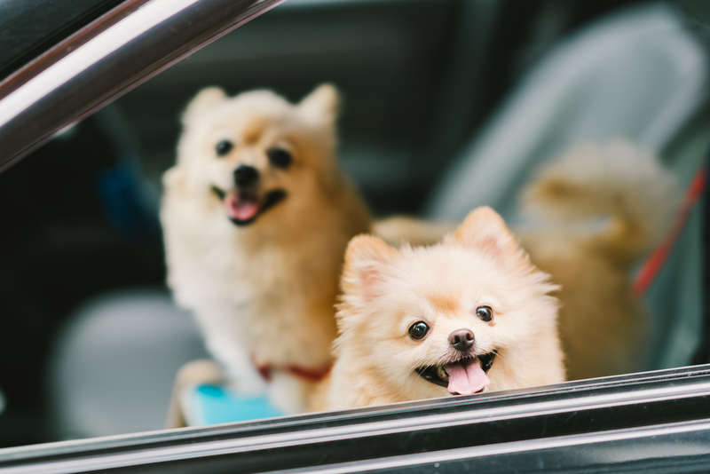 pomeranian dogs smiling on car
