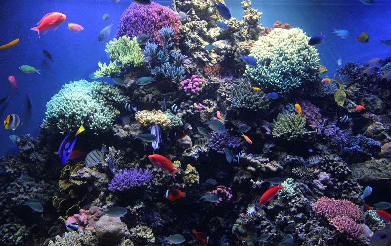 Reef tank monterey bay aquarium