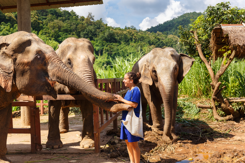 Elephants sanctuary in Chiang Mai, Thailand.