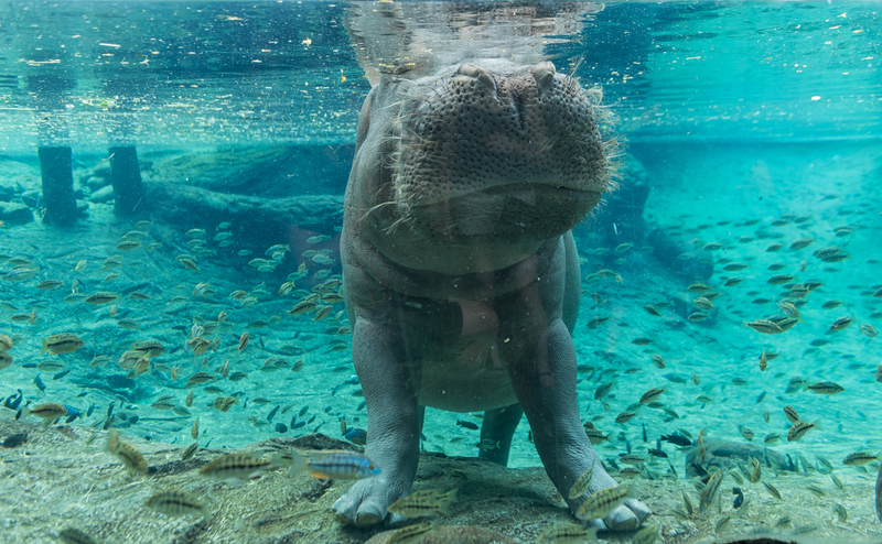 Hippo at Busch Gardens in Tampa