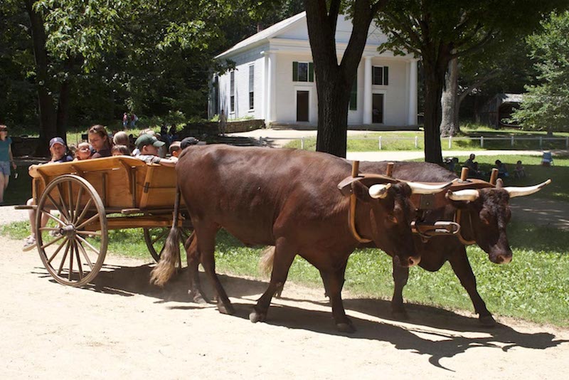 Ox cart rides for kids at Old Sturbridge Village