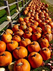 Fall Pumpkin Harvest at Farm in Maine