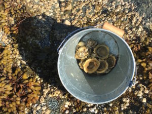 Collecting Shellfish in Bergen