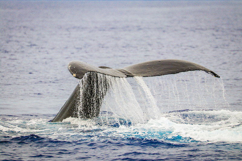 Whale Season at Sheraton Maui @ Courtesy of Island Dream Productions, Sheraton Maui Resort & Spa