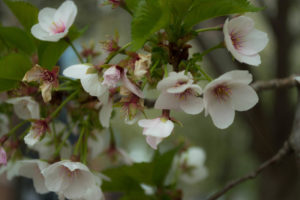 White Blossoms at Penn State Arboretum