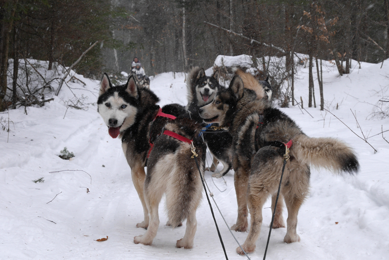 Dogsledding in Canada © Pumucl | Dreamstime.com