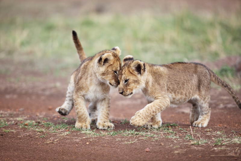 Lion cubs being affectionate in the Masai Mara, Kenya