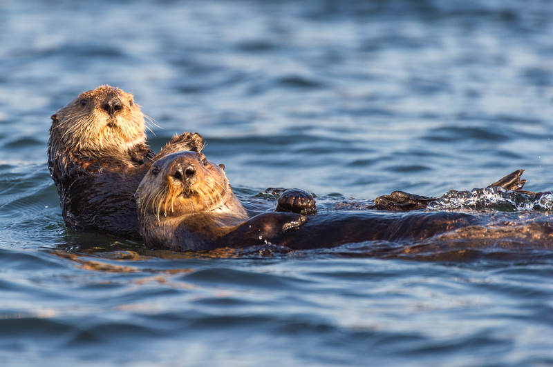 Sea Otters, Morrow Bay