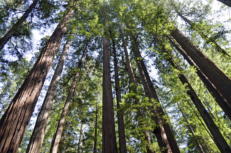 Sustainable Sonoma Redwoods. 