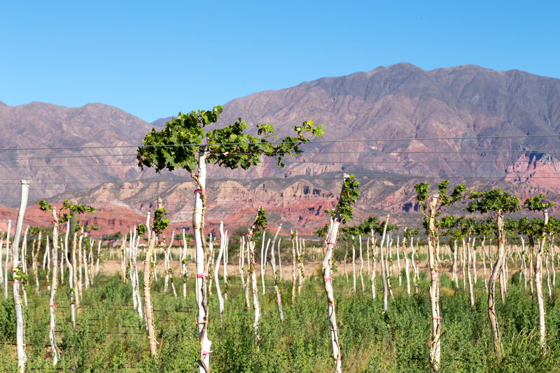 Vineyard in Cafayate Region, Argentina. 